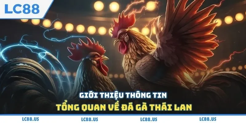 Giới thiệu thông tin tổng quan về đá gà Thái Lan